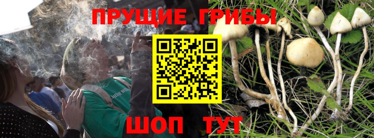 Галлюциногенные грибы Psilocybe  Вход с VPN  Чита  Псилоцибиновые грибы GOLDEN TEACHER 